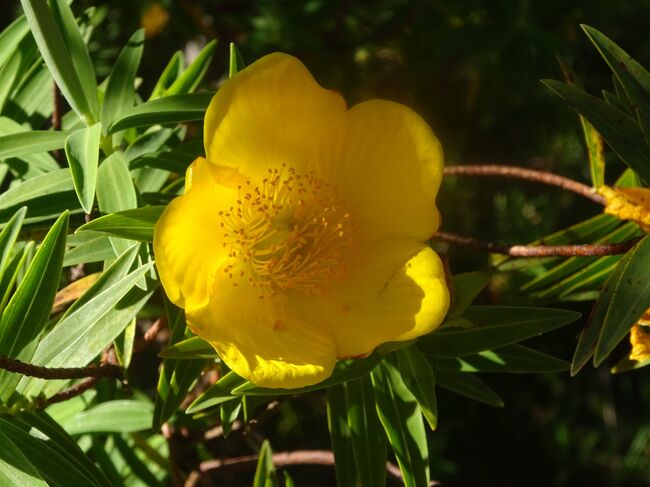 黄色い花（ハイペリカ）
