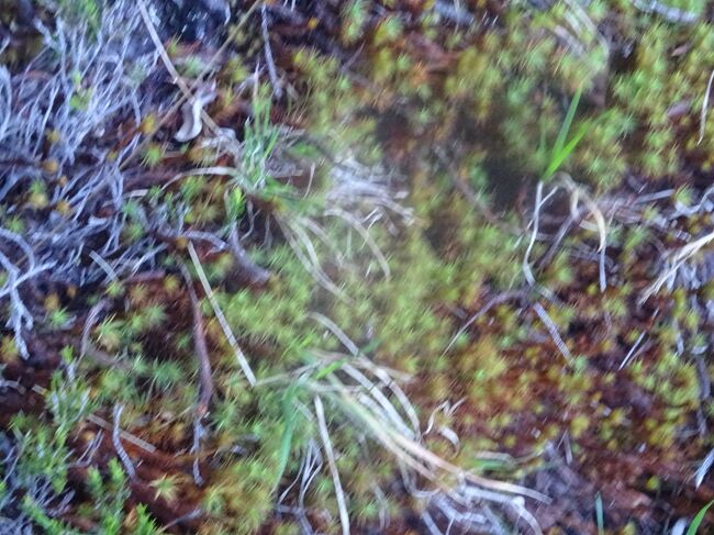 何かしらのコケ