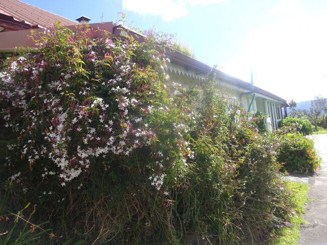 昼食を戴いた民宿のR「L’Auberge de la ferme du pecher gourmnd 」（庭の花）