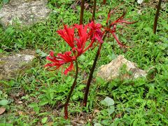 真紅の彼岸花