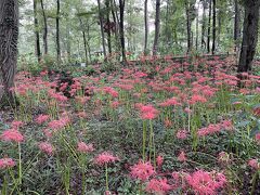 相模原北公園