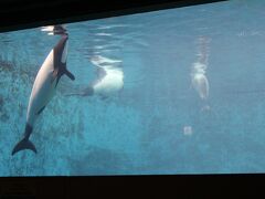 汗を流し～やっとの思いで、鳥羽水族館に着きました。
「まわりゃんせ」チケットを提示し、入場したら・・