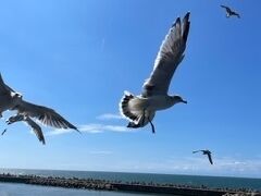 佐渡汽船 カーフェリー