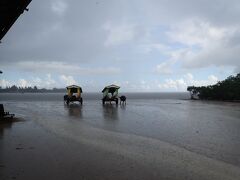 それから、由布島へ行く水牛車に乗りますが、大雨です。