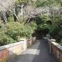 関西春の花旅（一日目）～春の陽気に誘われて布引の滝から神戸布引ハーブ園。その後は外国人倶楽部や山手八番館など北野異人館街をあちこち回ります～