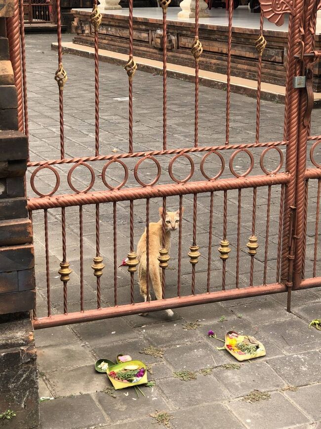 かわいこちゃん、こんにちは。