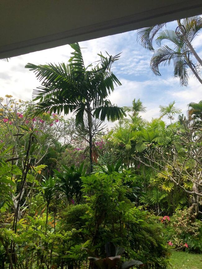 たくさんの南国の木と花と。<br />嬉しい。