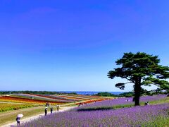 けど、やっぱり一番の「映え」要素といえば、
なんといっても、この青空～
本日も晴れ男パワーで、抜かりなし。

どうでしょう～
一見、北海道にも見えてしまう、このお花畑～♪