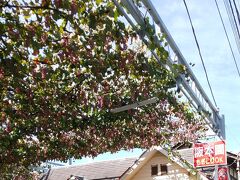 阪本ぶどう農園。

紫のがぶどう！たくさんなってる！