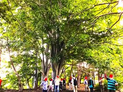 江別市指定の保存木 ブナの大樹。６人の両手で輪がつながった。
