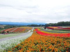 美瑛に到着、まずは四季彩の丘へ。
彩り豊かで本当にきれい。