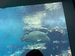 美ら海水族館