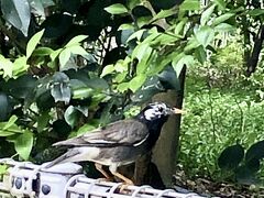 名称に偽りなし！
さっそく野鳥がお出迎えしてくれました～。
おとなしいのでしっかり写真も撮れて満足。