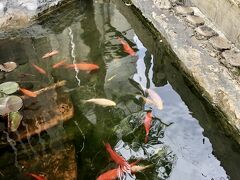 真っ赤な鯉と真っ白な鯉。
縁起が良さそうじゃないですか。