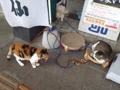 高田駅
駅に向かう途中で見掛けた猫。
犬が紐で繋がれているのはよく目にするが、猫が紐で繋がれているのはあまり見ない。
この後上越妙高駅にとんぼ返り。
まさに昼食の為だけに高田を再々訪。