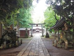 野木神社のフクロウさんはちゃんと見られなかったので、
茨城県古河市の「雀神社」へ、アオバズクさんいるかどうか？見に行きました