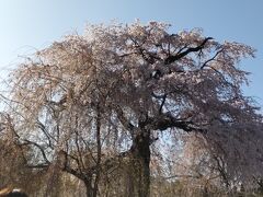 円山公園の枝垂桜、満開がもう３月で過ぎていた。あと混み具合がやばかった、無料の場所は混み具合すごいです