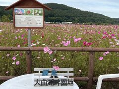 能取湖に行く途中、大曲湖畔園地のコスモス畑に立ち寄りました