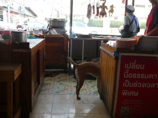 店のキッチン迄出入りが許されているとは、この店の犬なのか？首輪はしてないけど。