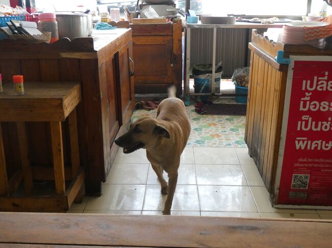 野良の犬の様な気がするけど