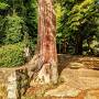 日本遺産第一号になった小京都、津和野　02茅葺き屋根の永明寺