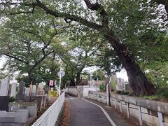染井霊園を通過します。
ここは有名人のお墓がある所ですね。