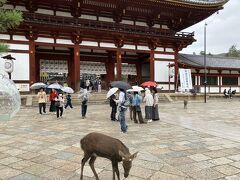 東大寺中門まで鹿さんが来てました。
