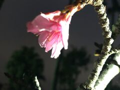 昼寝を終えてすっきりしたので、次のせんべろへ向かいます。
その前にTwitterでの桜の開花情報を信じて雨の中、与儀公園へ。
まだチラホラ咲き始めという感じでしたが、1月に桜見れてちょっと感激しました。