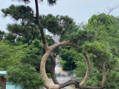 寛永寺清水観音堂の月の松