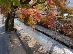 石造りの水路になっている紺屋川。桜が多いですがカエデの木もあります。