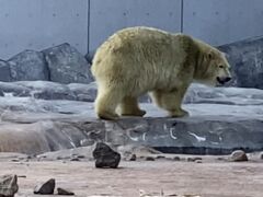 円山動物園 ホッキョクグマ館