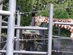 円山動物園 類人猿館