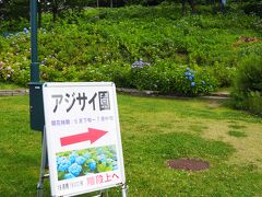 ６月２６日、６月２２日にも「越後丘陵公園」(　https://echigo-park.jp/　　)を訪ねたのですが・・・ようやく「紫陽花祭り」が始まり、アジサイ園の地域に入りました。