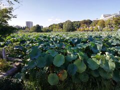 不忍池は睡蓮が伸びきって池かわからない