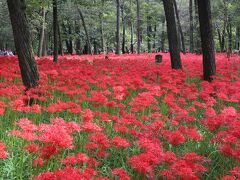 　今年は残暑が厳しく、開花が１週間程遅れたようで、毎年開かれている「巾着田曼珠沙華まつり」の期間が延長されました。緑の林の中に、赤い曼珠沙華が群生し、一面赤の絨毯に