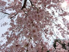 榴岡公園の枝垂桜。満開でした。
この写真だと榴岡公園感が無いですね(汗)
