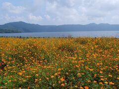 そして池田湖に到着。
九州最大のカルデラ湖です。

湖畔にはキバナコスモスが一面に咲いていて美しいです。