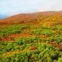 神の絨毯　栗駒山の紅葉　God's Carpet  - Autumn leaves at Mt.Kurikoma