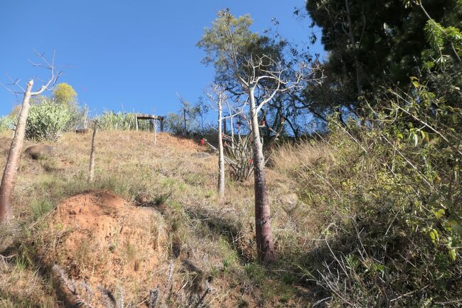 さて、まずはバオバオの木ですが、小さい...<br />これが今回のマダガスカルで見た唯一のバオバオです, <br />