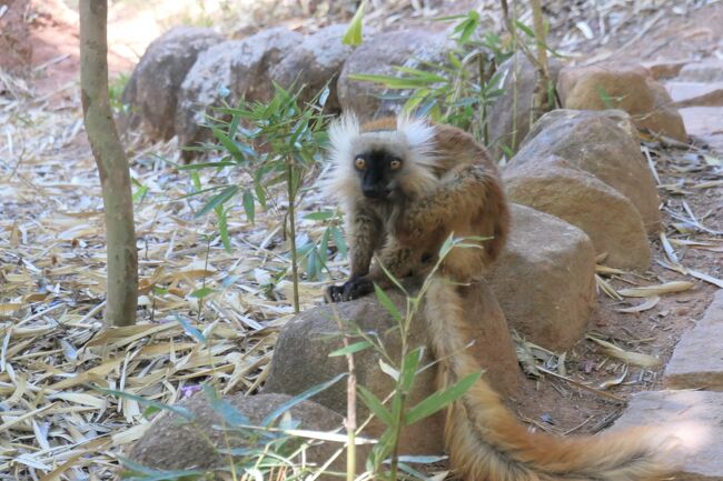 さて、さっそくいました. キツネザル!<br />このパークには6種だか7種のキツネザルがいるとのこと!<br />