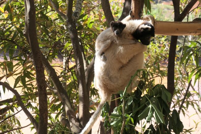 また別のキツネザル!
