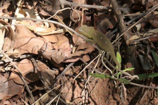 カメレオンもいました!