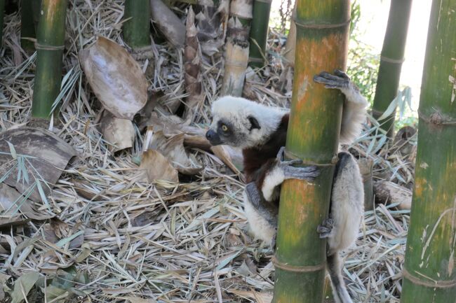 竹に掴まるキツネザル! 日本やベトナムから取り寄せた(?)竹だとか!? <br />