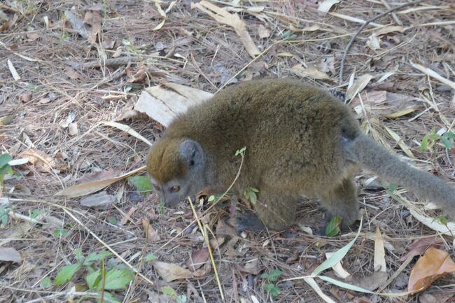 毛色が明らかに違うキツネザルもいました. <br />こっちは木に登らず地面を徘徊してましたね(^-^;