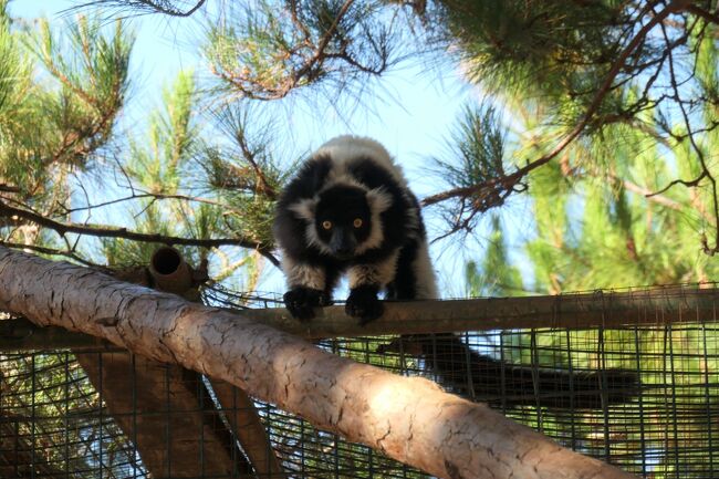 また別のキツネザル!