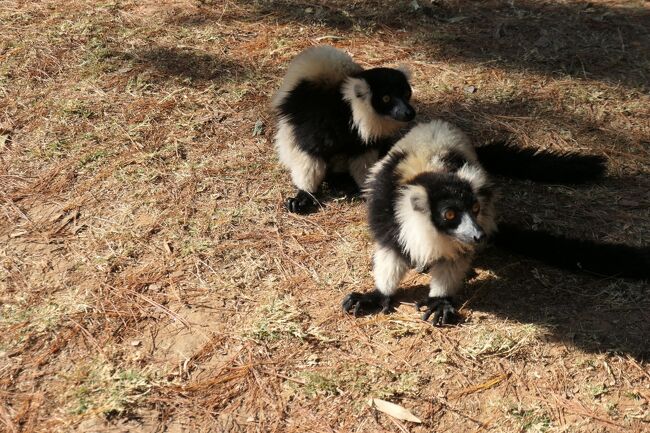慣れているのか、人が近づいても逃げないです...