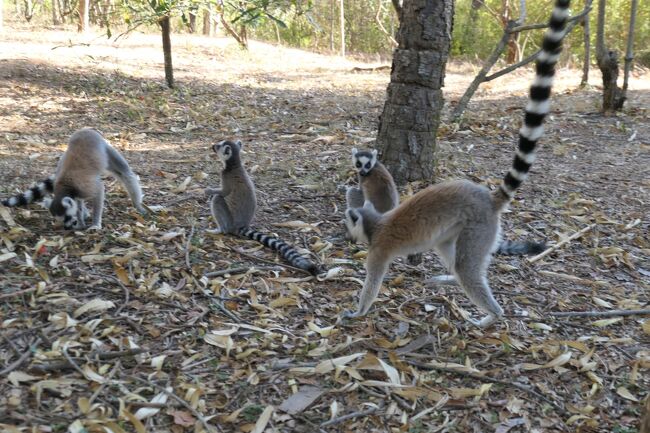 で、ついに出てきましたキツネザルの中でも特に有名な"ワオキツネザル"!