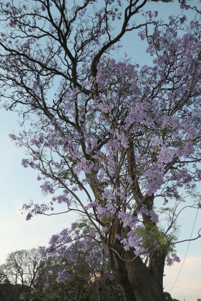 ジャカランダかな? 湖の周りで咲いてました. 