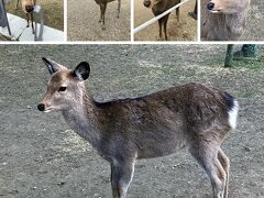 興福寺、奈良公園には、天然記念物に指定されている鹿がいます。
この鹿は野生で、春日大社の神様（武甕槌命）が、白い鹿に乗ってやってきたという伝説があり、春日大社創建時に鹿島神宮から招いた神の使いとして、1300年もの昔から住んでいて、今では約1,100頭いるようです。

歩いていると、鹿が人懐っこく寄ってきて、鹿せんべいをねだってきます。
鹿は結構力が強いので、小さい子供さんは注意が必要ですね。