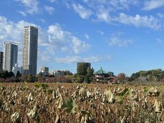 秋晴れのお休みの日。
家にいるのももったいなくなって、出かける事に。

少し前にマリアンヌさんが行っていらして、仮屋崎省吾さんの作品が展示されているのを知り、旧岩崎邸庭園に行ってみる事にしました。

旧岩崎邸庭園、一度行ってみたかったのよね～。

せっかくなので、不忍池を通って行こう。
夏には大きな蓮の花を咲かせる不忍池。
葉も人の背丈ほどの大きさになり、池を覆いつくすのですが...。

この時期は見るも無残な枯れ姿に。

遠くには弁天堂が見えます。
